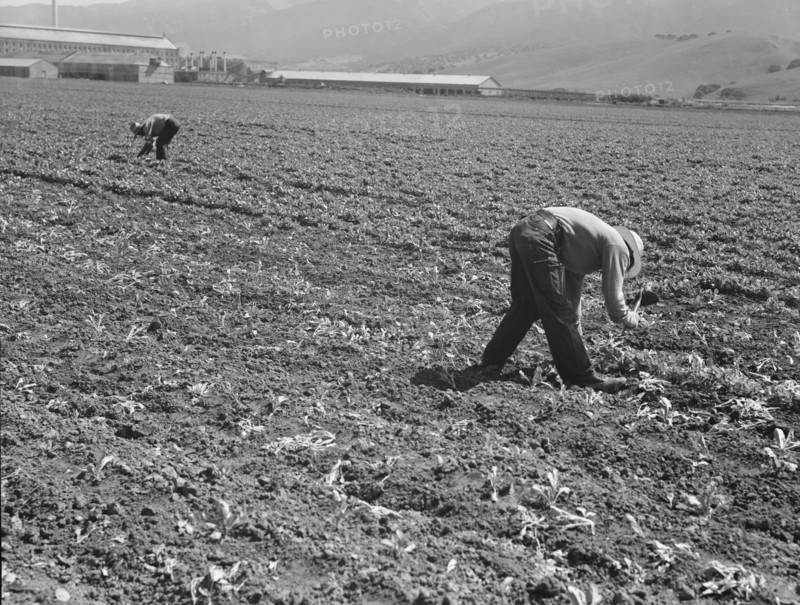 Spreckels sugar factory and sugar beet field, Monterey County, California, 1939. Creator: Dorothea Lange.