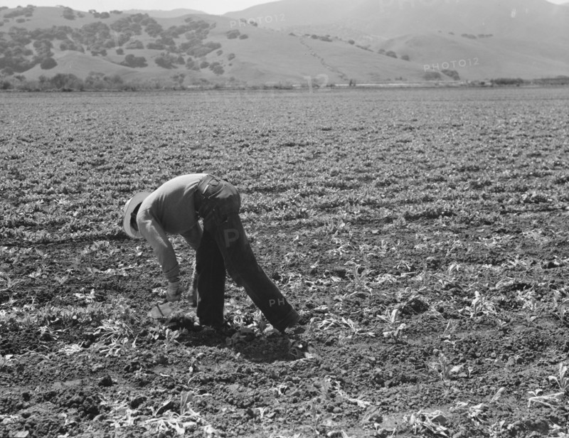 Spreckels sugar factory and sugar beet field, Monterey County, California, 1939. Creator: Dorothea Lange.