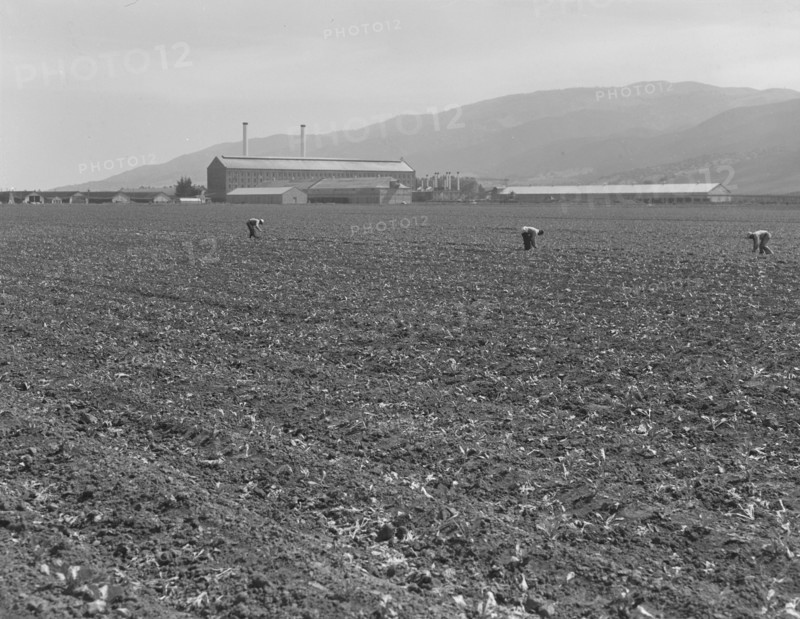 Spreckels sugar factory and sugar beet field, Monterey County, California, 1939. Creator: Dorothea Lange.