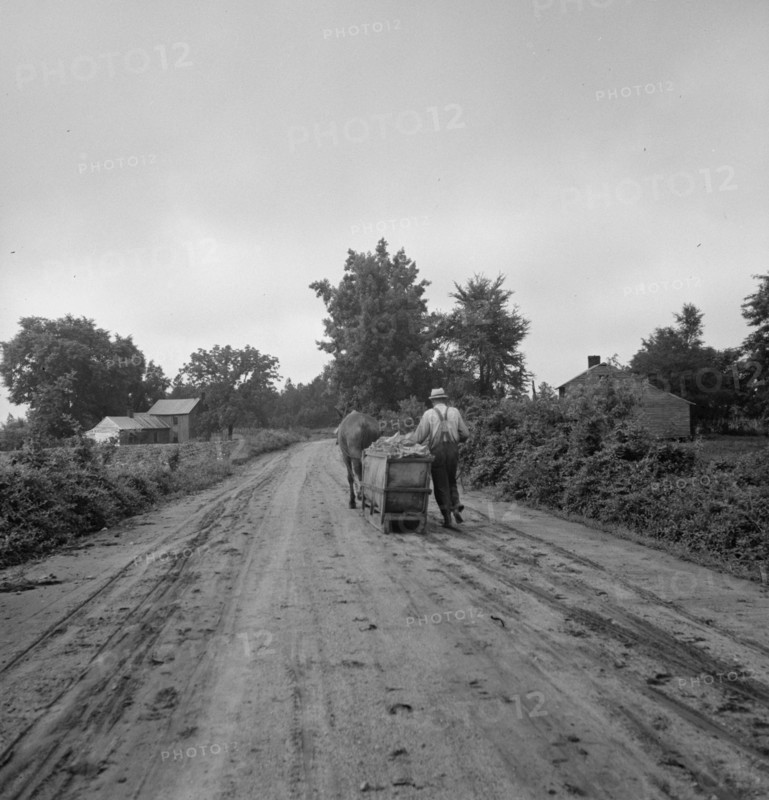 Mr. Taylor and wage laborer slide the tobacco to barn..., Granville County, North Carolina, 1939. Creator: Dorothea Lange.