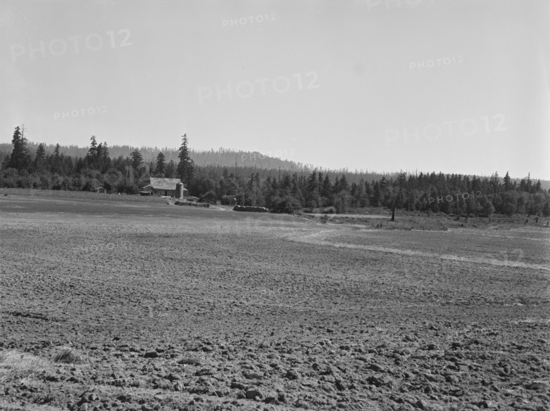 The Nieman farm showing cleared land on..., near Vader,  Lewis County, Western Washington, 1939. Creator: Dorothea Lange.