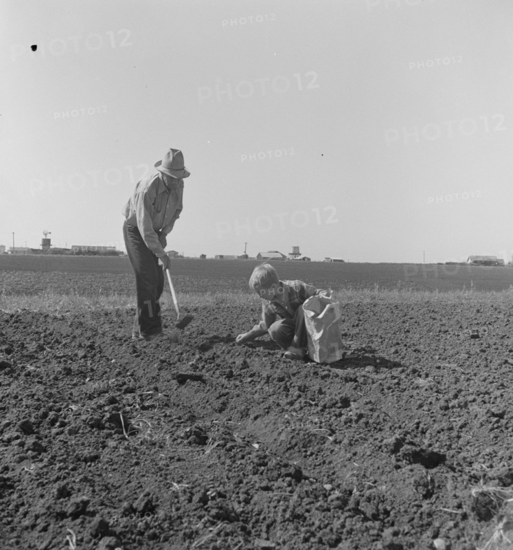 Father and son planting potatoes, outskirts of Salinas, California, 1939. Creator: Dorothea Lange.