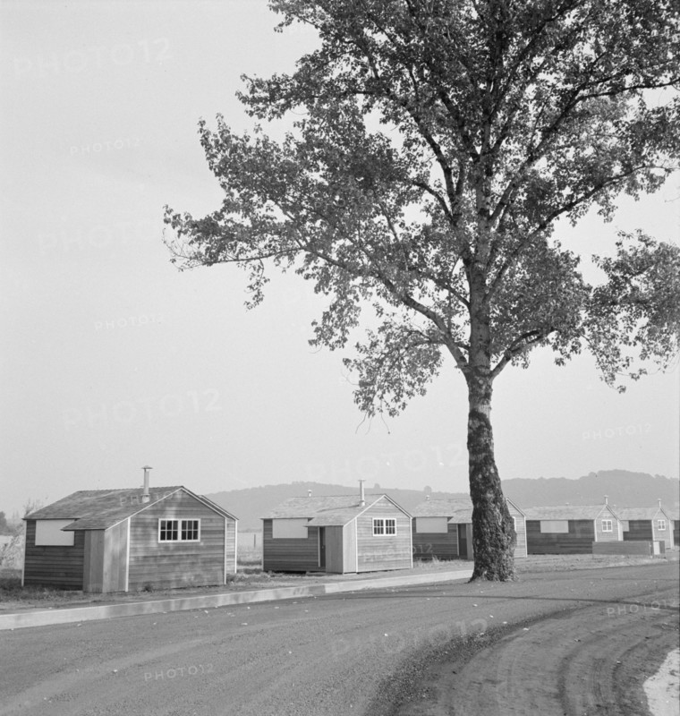 Shows new type of wooden shelter for migratory workers, near McMinnville, Oregon, 1939. Creator: Dorothea Lange.