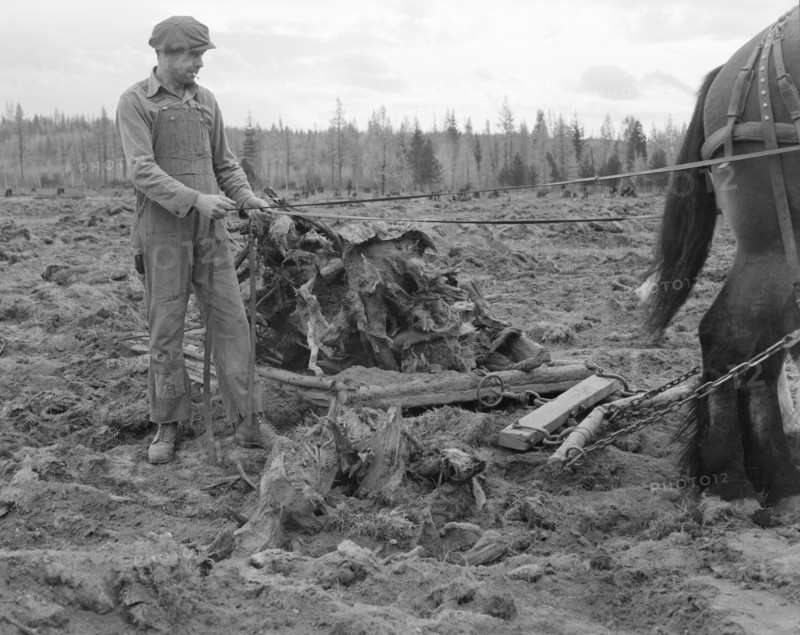 Ex-lumber mill worker clears eight-acre field after..., Boundary County, Idaho, 1939. Creator: Dorothea Lange.