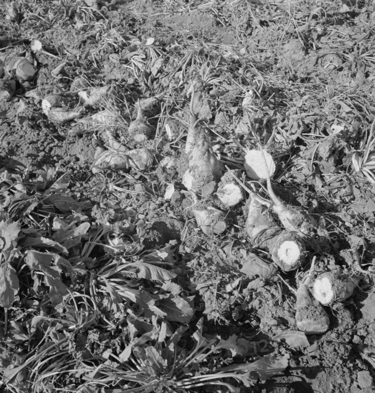 Topped sugar beets lying in field, near Nyssa, Malheur County, Oregon, 1939. Creator: Dorothea Lange.