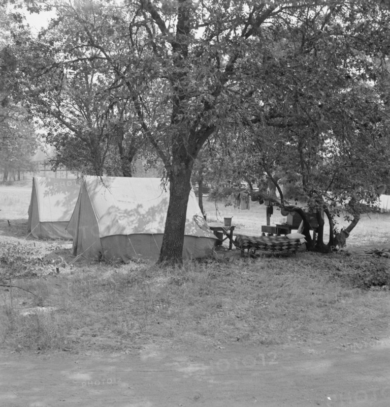The grower provided clean tents and a shady..., near Grants Pass, Josephine County, Oregon, 1939. Creator: Dorothea Lange.