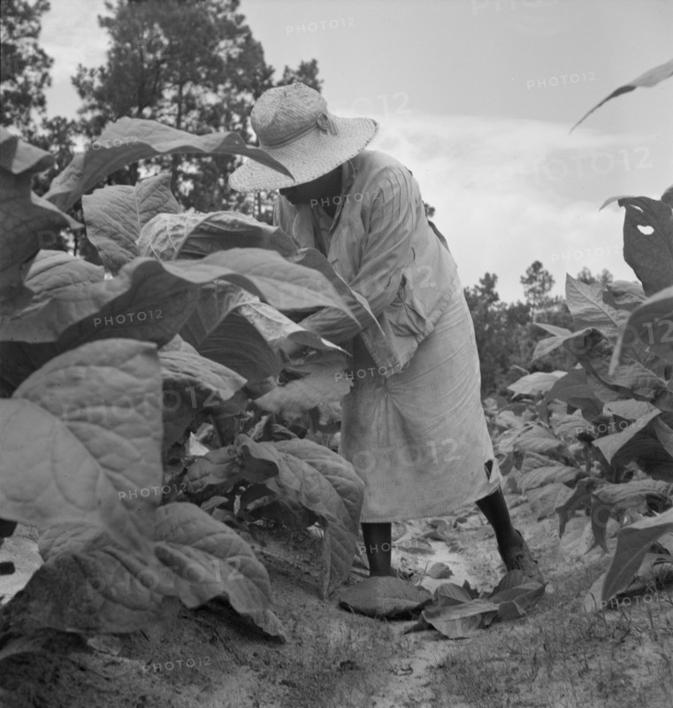 Possibly: Negro tenants topping and suckering tobacco plants, Granville County, North Carolina, 1939 Creator: Dorothea Lange.