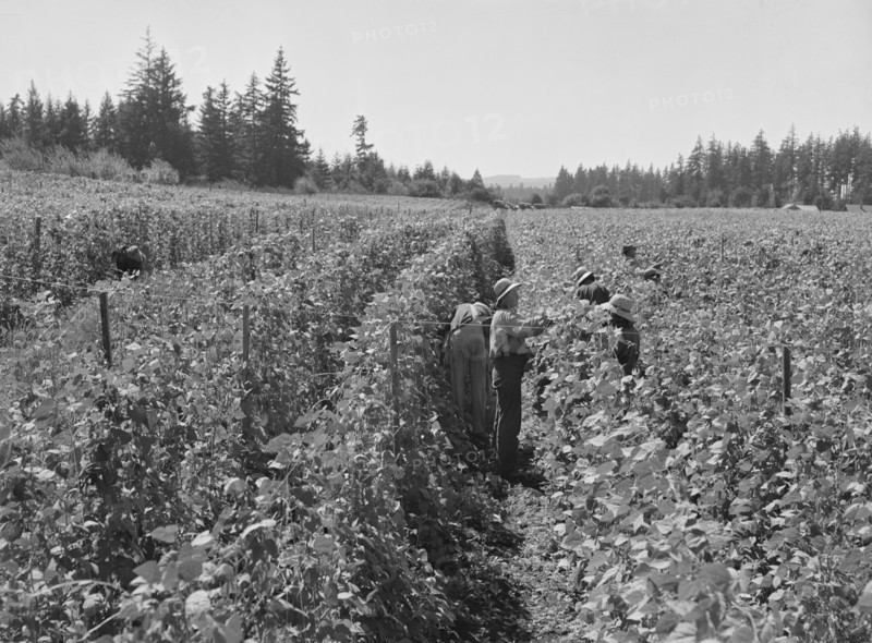 Bean pickers at harvest time, near West Stayton, Marion County, Oregon, 1939. Creator: Dorothea Lange.
