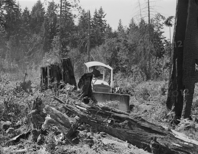 Bulldozer equipped with grader blade pushing over a..., Lewis County, near Vader, Washington, 1939. Creator: Dorothea Lange.