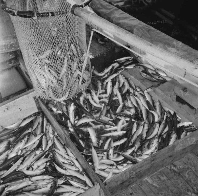 On board the fishing boat Alden, out of Gloucester, Massachusetts, 1943. Creator: Gordon Parks.