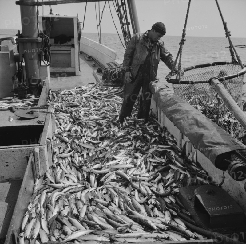 Freshly-caught mackerel gasping and flapping on the deck of a..., Gloucester, Massachusetts, 1943. Creator: Gordon Parks.