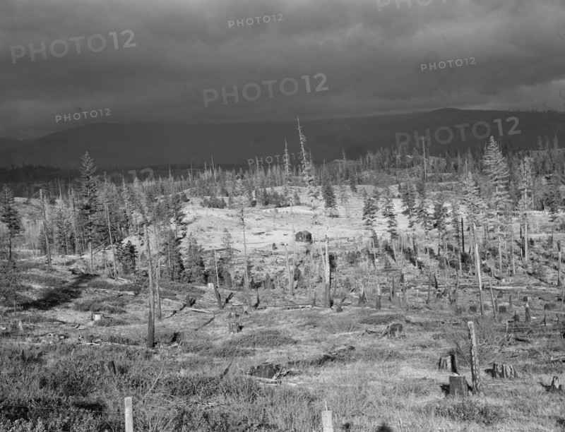 Cut-over landscape, approaching winter rain, showing settler's..., Boundary County, Idaho, 1939. Creator: Dorothea Lange.