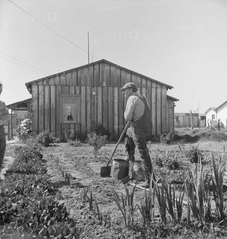 Farmer who has small plot...on outskirts of Salinas, CA, 1939. Creator: Dorothea Lange.