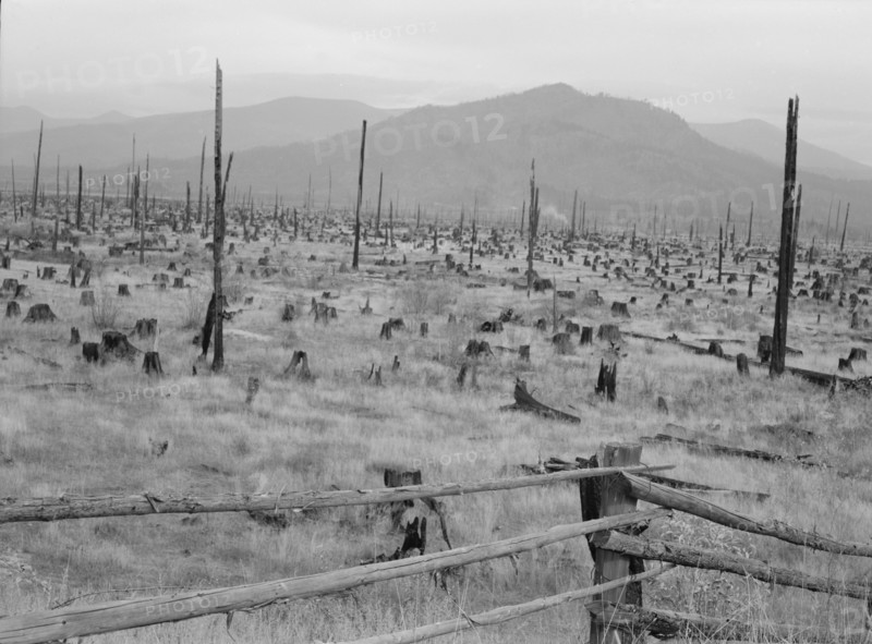 Possibly: Stumps and sags on uncleared land, Priest River country, Bonner County, Idaho, 1939. Creator: Dorothea Lange.