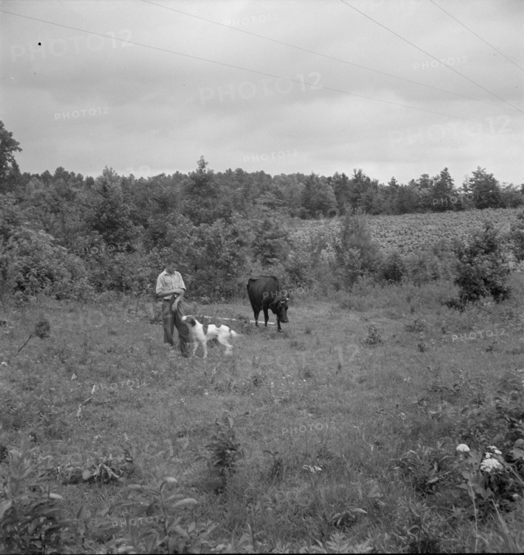 Farm boy with his dog as companion ties out cow in pasture..., Person County, North Carolina, 1939. Creator: Dorothea Lange.