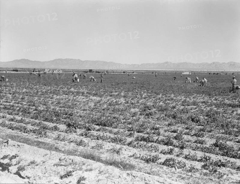 500 pea pickers in field of large-scale Sinclair ranch, near Calipatria, California, 1939. Creator: Dorothea Lange.