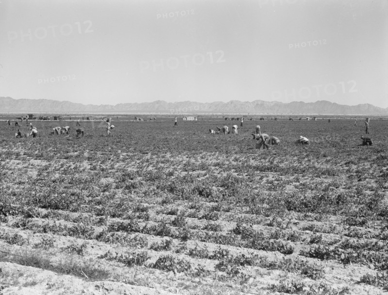 500 pea pickers in field of large-scale Sinclair Ranch, near Calipatria, California, 1939. Creator: Dorothea Lange.