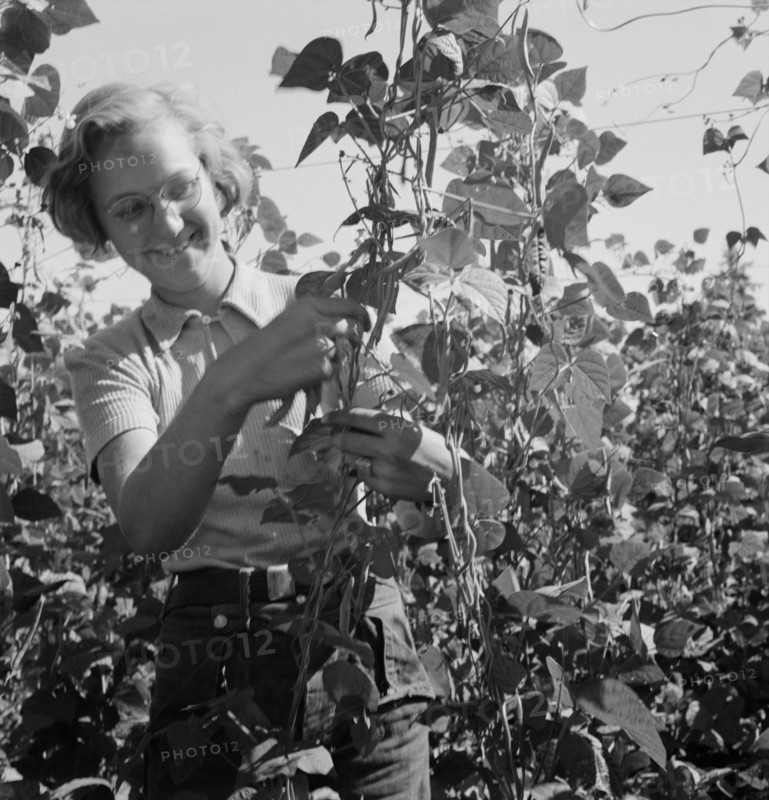 Local high school girl, who picks beans..., near West Stayton, Marion County, Oregon, 1939. Creator: Dorothea Lange.