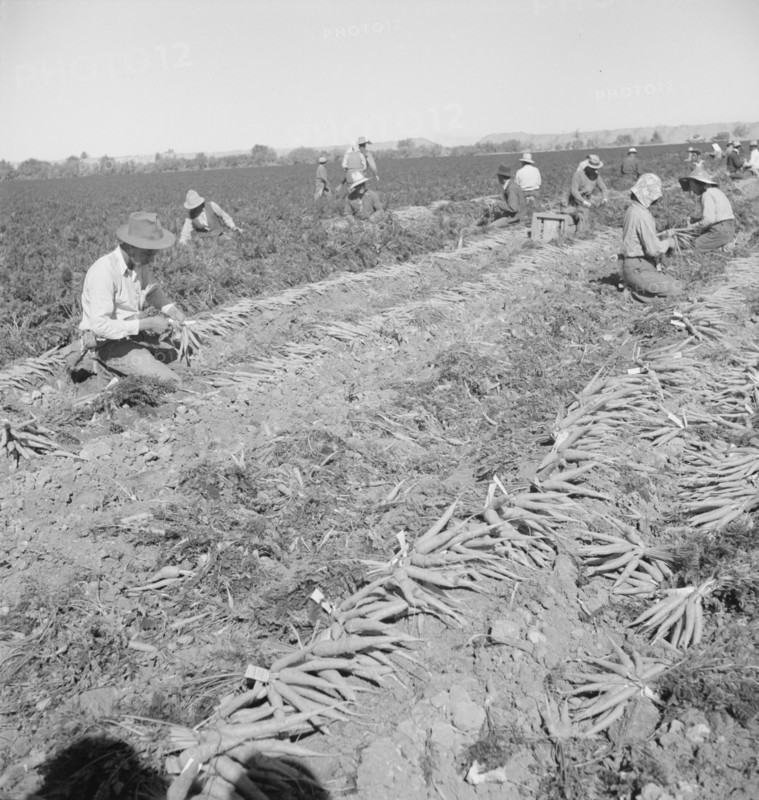 Migratory field worker pulling carrots, Imperial Valley, California, 1939. Creator: Dorothea Lange.
