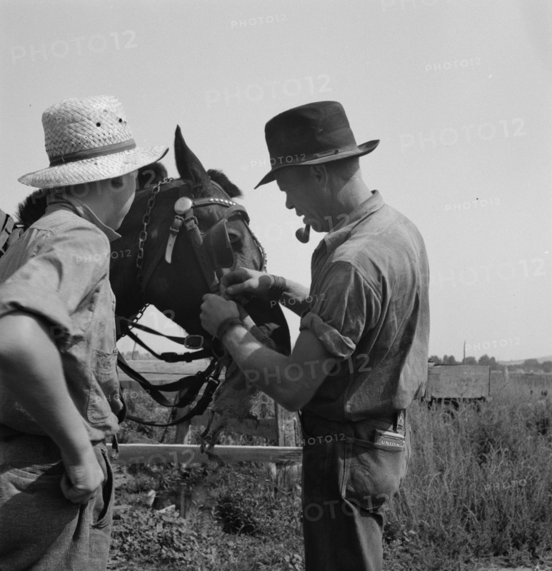 Hired man helps the farmers' oldest boy on the Myers farm. Washington, near Outlook, Yakima County.