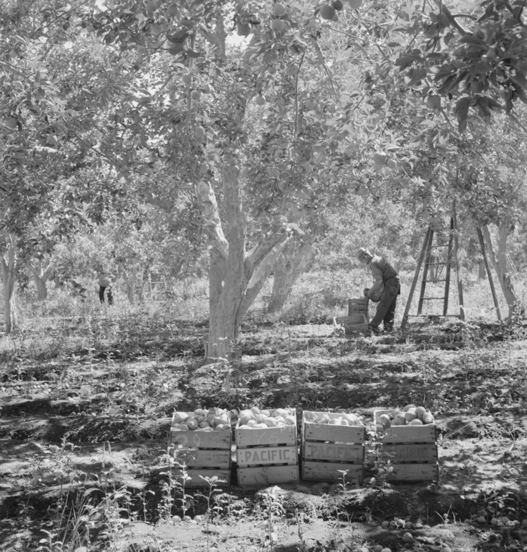 Harvesting pears, Pleasant Hill Orchards. Washington, Yakima Valley. See general caption number 34.