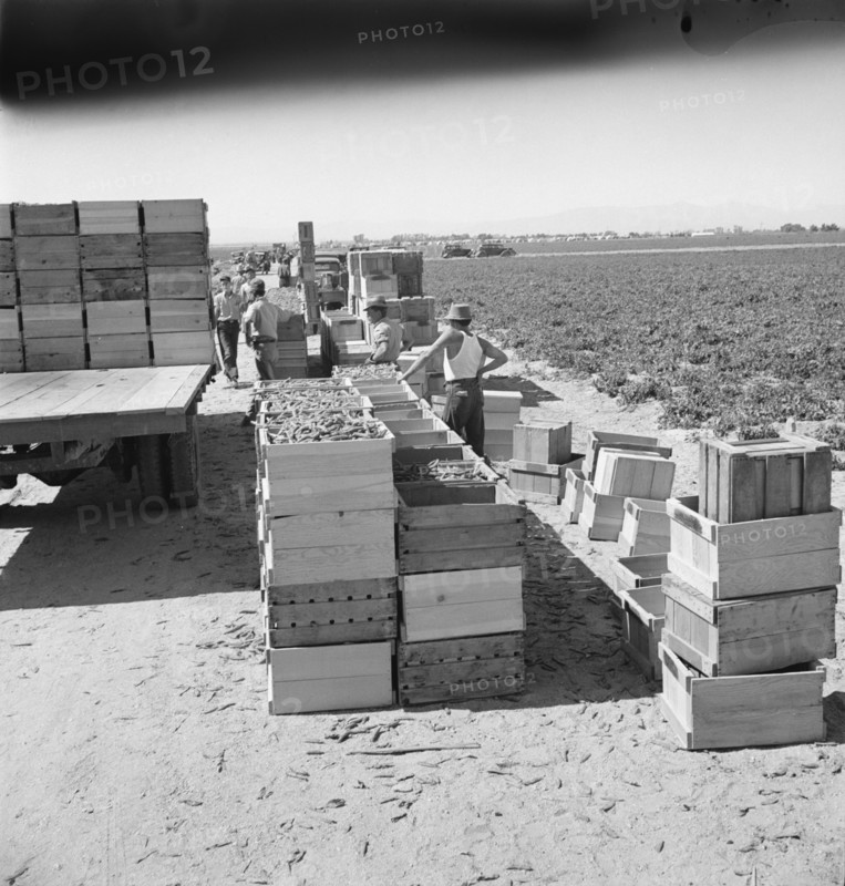 Pea harvest. Large-scale industrialized agriculture on Sinclair Ranch. Imperial Valley, California.