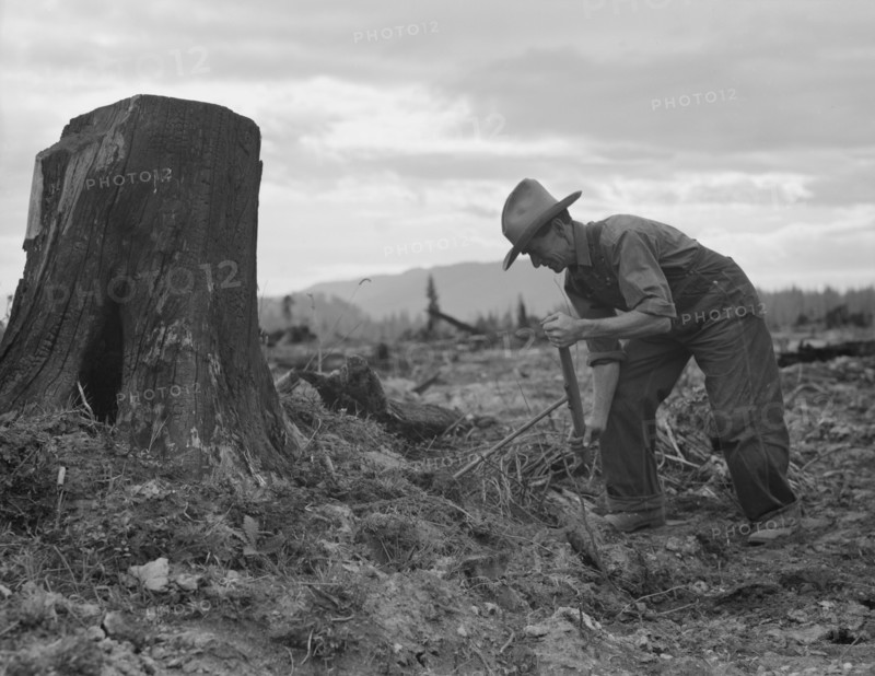 [Untitled, possibly related to: Shows stump on cut-over farm after blasting. Bonner County, Idaho].