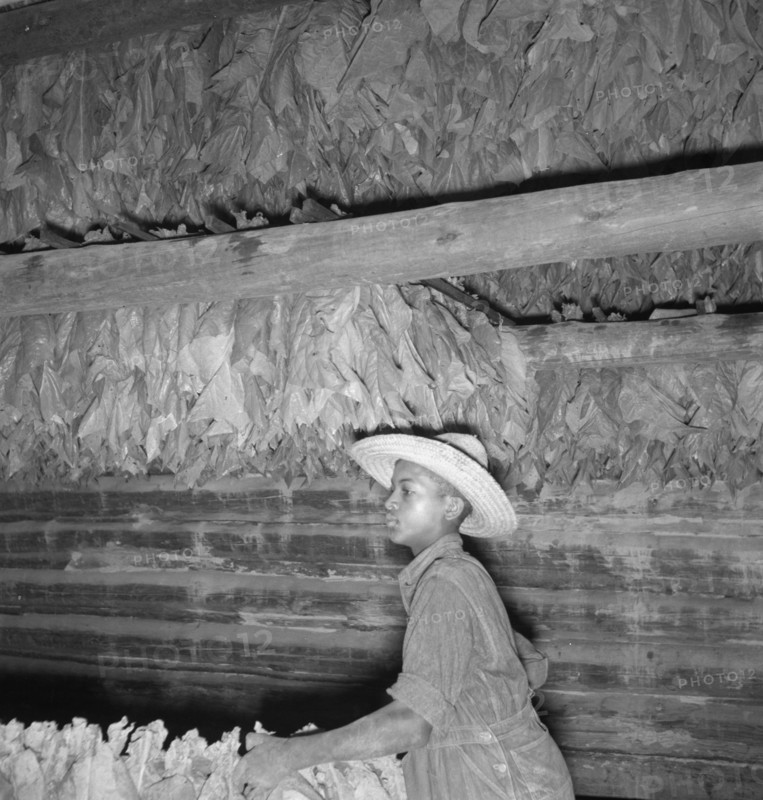 Son of sharecropper and sub tenant hanging up strung tobacco inside barn. Shoofly, North Carolina.