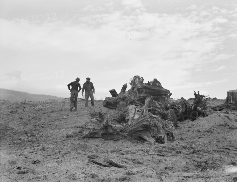 Father and son have cleared thirty acres of raw stump land in three years. Boundary County, Idaho.