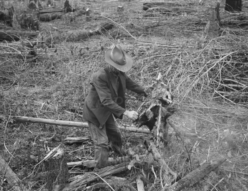 Ex-Nebraska farmer and the piece of land which he hopes to clear next year. Bonner County, Idaho.