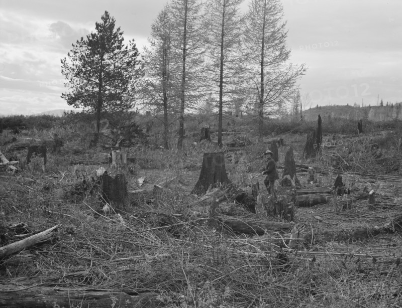 Ex-Nebraska farmer and the piece of land which he hopes to clear next year. Bonner County, Idaho.