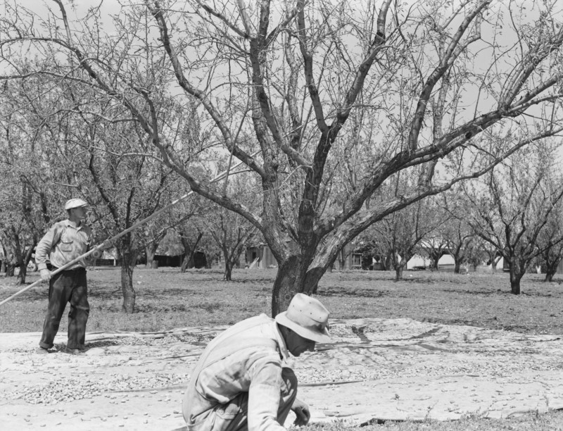 Harvesting on almond ranch, local day labor. Near Walnut Creek, Contra Costa County, California.