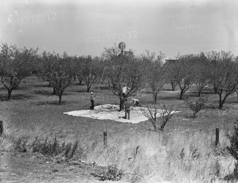 Harvesting on almond ranch, local day labor. Near Walnut Creek, Contra Costa County, California.