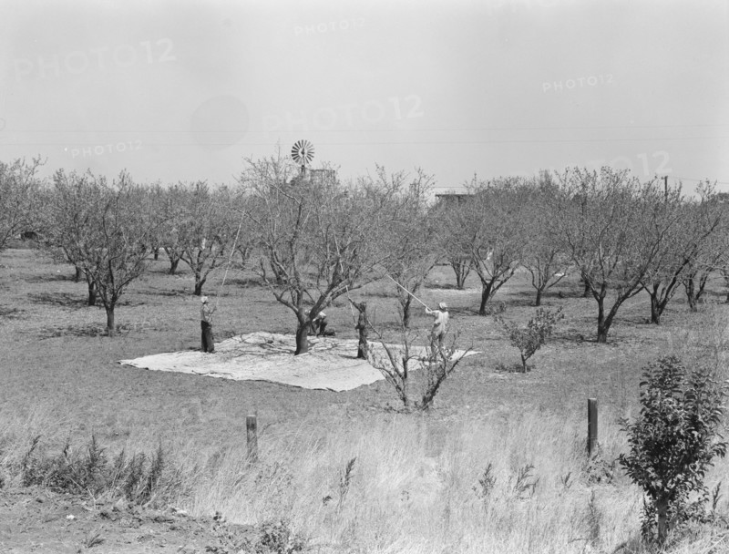 Harvesting on almond ranch, local day labor. Near Walnut Creek, Contra Costa County, California.