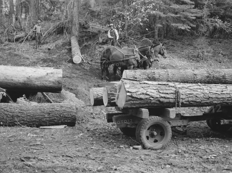 Members of Ola self-help sawmill co-op snaking a fir log down to the truck. Gem County, Idaho.