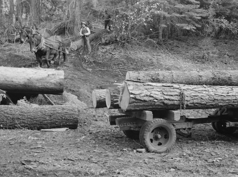Members of Ola self-help sawmill co-op snaking a fir log down to the truck. Gem County, Idaho.