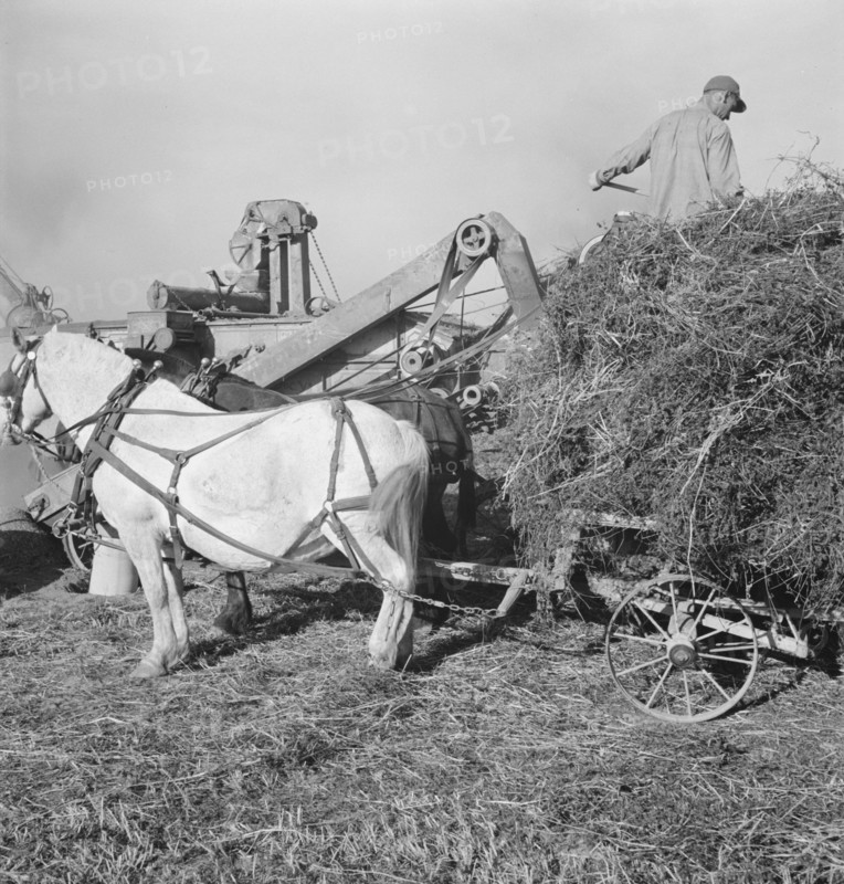 Threshing red clover for seed on older settler's ranch. Near Ontario, Malheur County, Oregon.