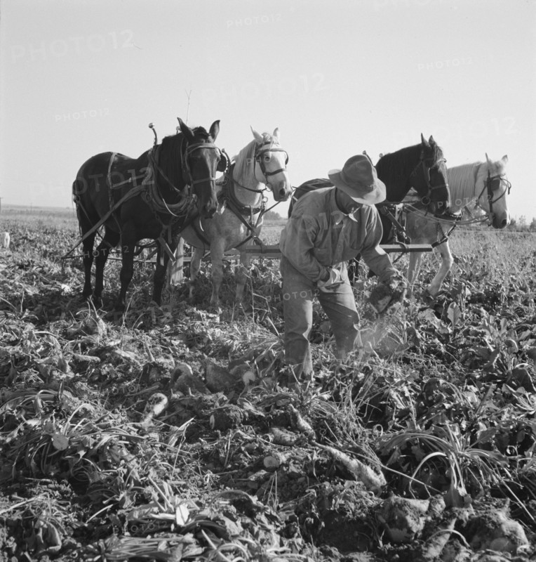 Topping sugar beets after lifter has loosened them. Near Ontario, Malheur County, Oregon.