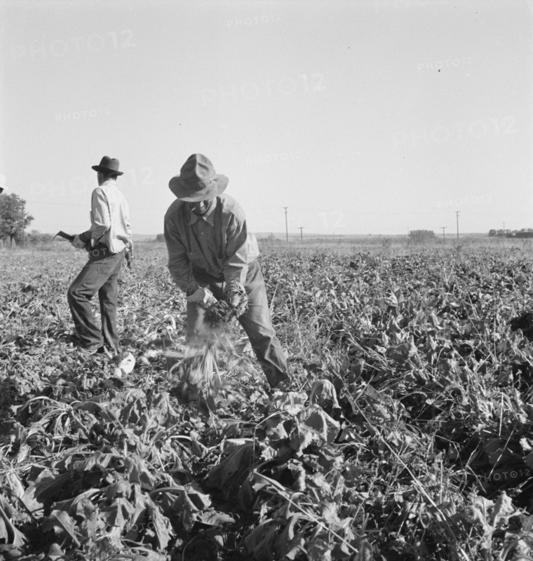 Topping sugar beets after lifter has loosened them. Near Ontario, Malheur County, Oregon.
