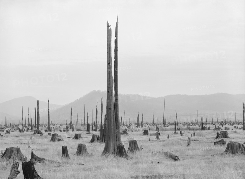 Shows character of land which new settlers are buying in the Priest River Valley, Idaho.