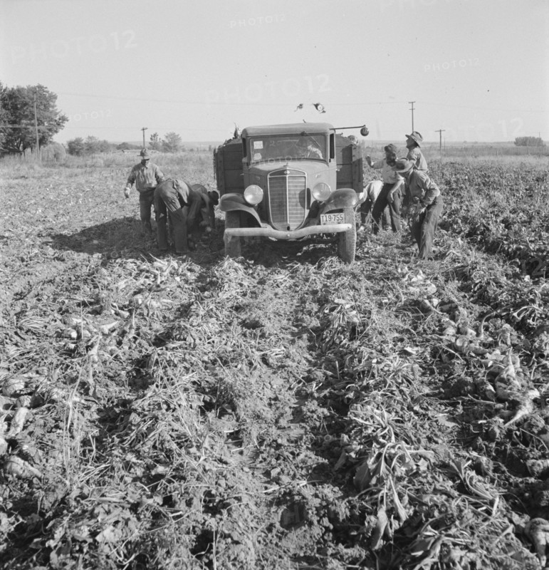 Ontario, Malheur County, Oregon. October 1939. Loading a truck in a sugar beet field.