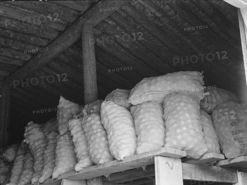 Fifty-pound bags of onions in storage shed, ready for market. Malheur County, Oregon.