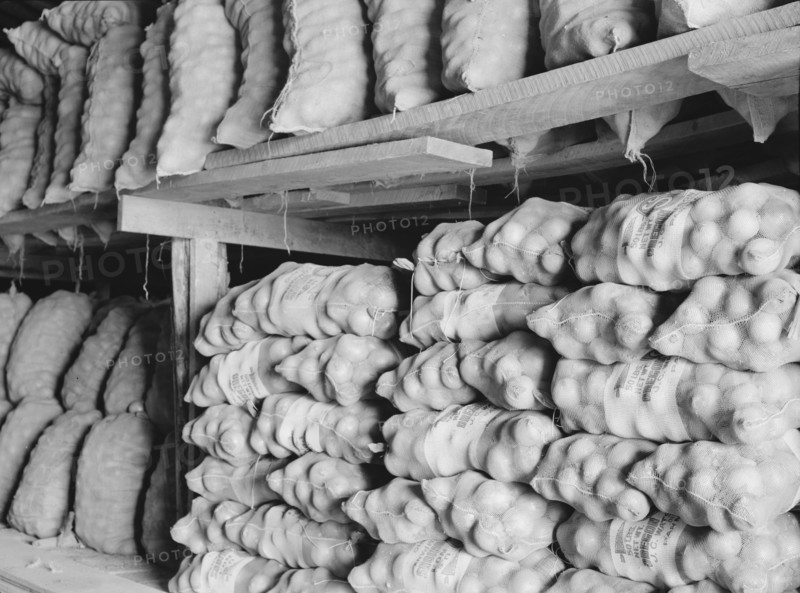 Fifty-pound bags of onions in storage shed, ready for market. Malheur County, Oregon.