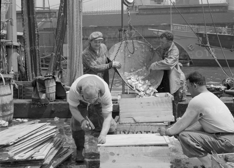 New York, New York. Dock stevedores packing and icing fish at the Fulton fish market.