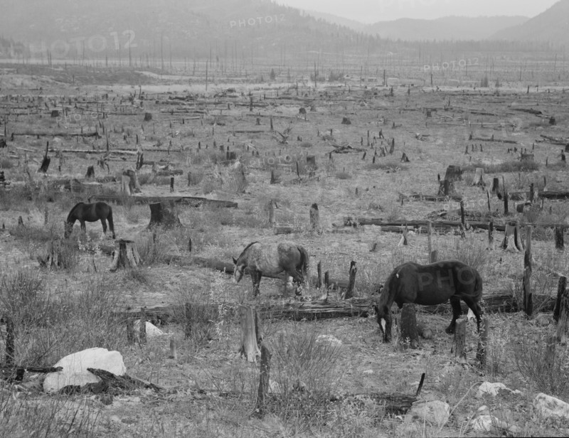 Horses pasturing among stumps and snags. Priest River Valley, Bonner County, Idaho.