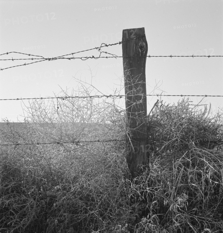 Russian thistle and barbed wire in Western wheat country. Umatilla County, Oregon.