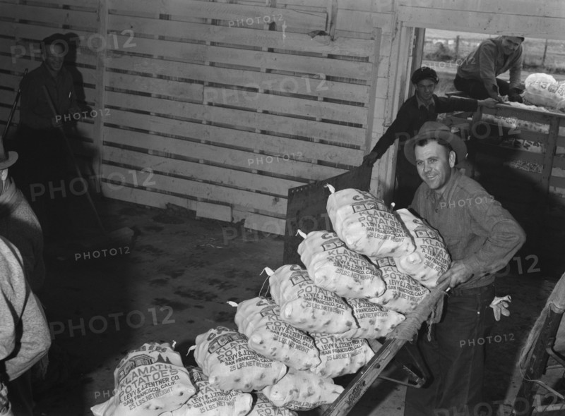 Loading sacked potatoes from shed to truck. Tulelake, Siskiyou County, California.