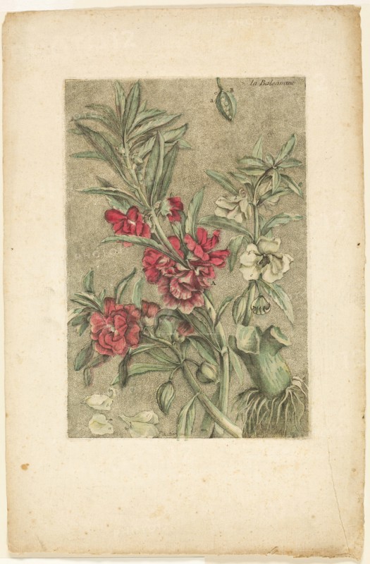 Impatiens, from Collection des plantes usuelles, curieuses, et étrangères, 1767.