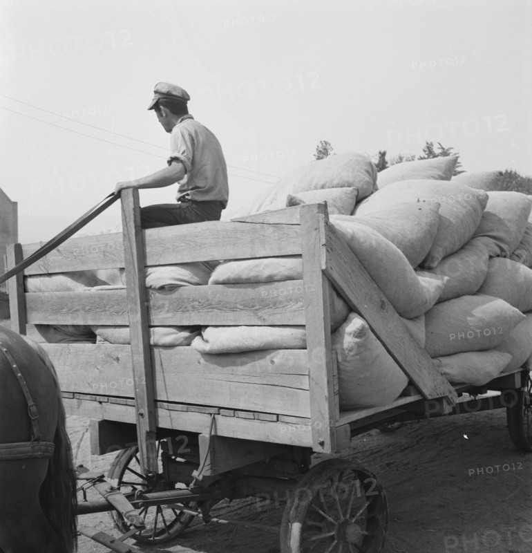 Hop, transported from field to kiln. Near Grants Pass, Josephine County, Oregon.