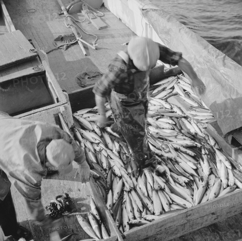 Mackerel fishing, Gloucester, Massachusetts. Raking mackerel into the ice hole.
